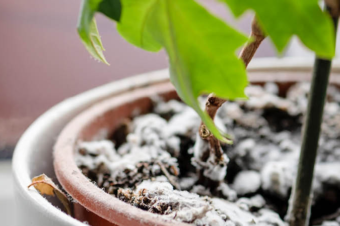 Was tun, wenn Blumenerde schimmelt?: Profi Ernst